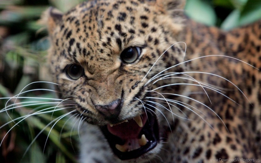 aggression anger big cat leopard teeth wallpaper Clear PNG pictures bundle