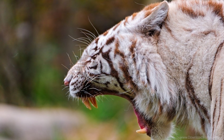 aggression anger big cat predator pro teeth tiger wallpaper PNG images with high transparency