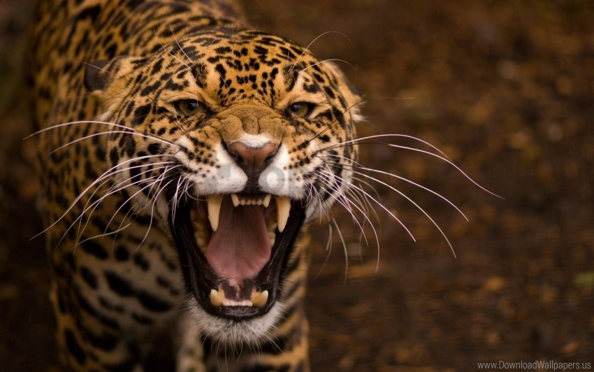 aggression anger face jaguar predator teeth wallpaper PNG images alpha transparency