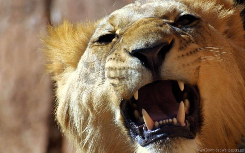 aggression anger face lion teeth wallpaper PNG transparency