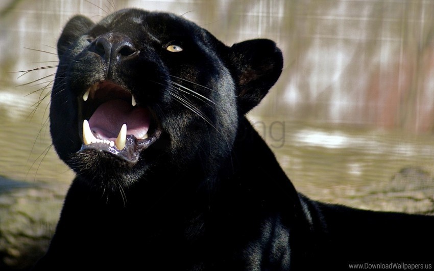 aggression anger face panther teeth wallpaper Transparent background PNG gallery
