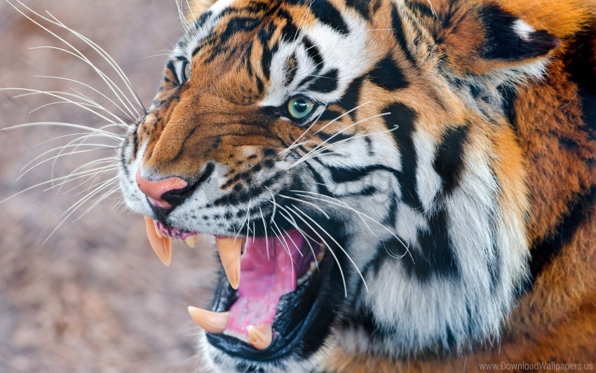 aggression anger face teeth tiger wallpaper Transparent picture PNG