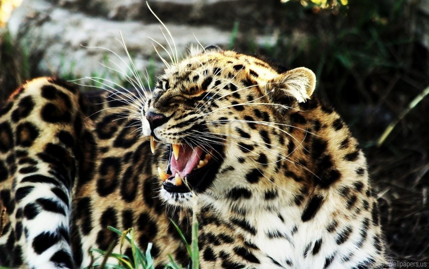 aggression angry big cat leopard spotted teeth wallpaper PNG Image with Transparent Cutout