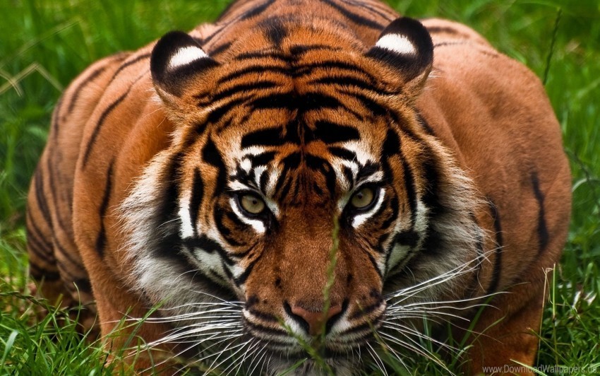 aggression animal face tiger wallpaper Isolated Item on HighResolution Transparent PNG