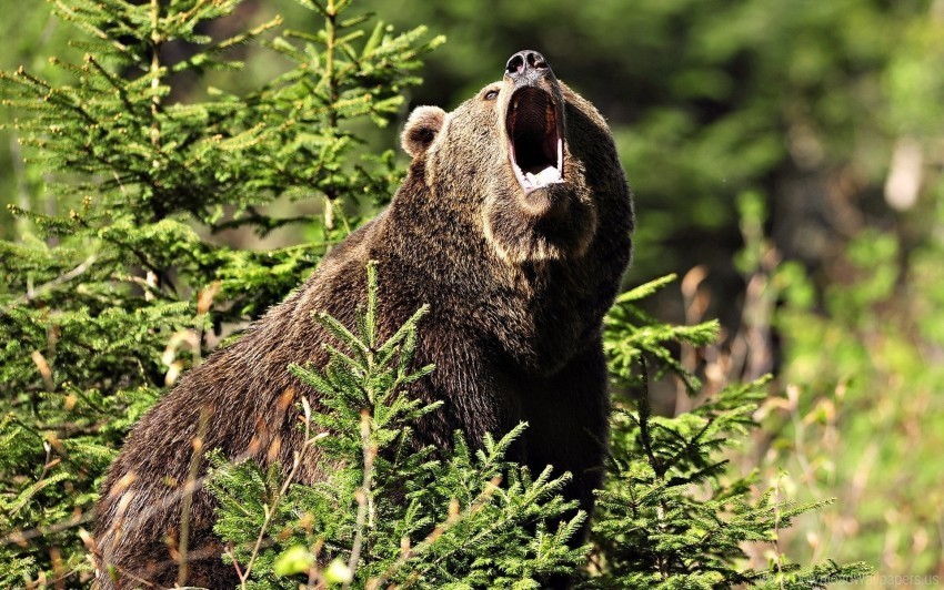 aggression bear brown forest grass wallpaper PNG with cutout background