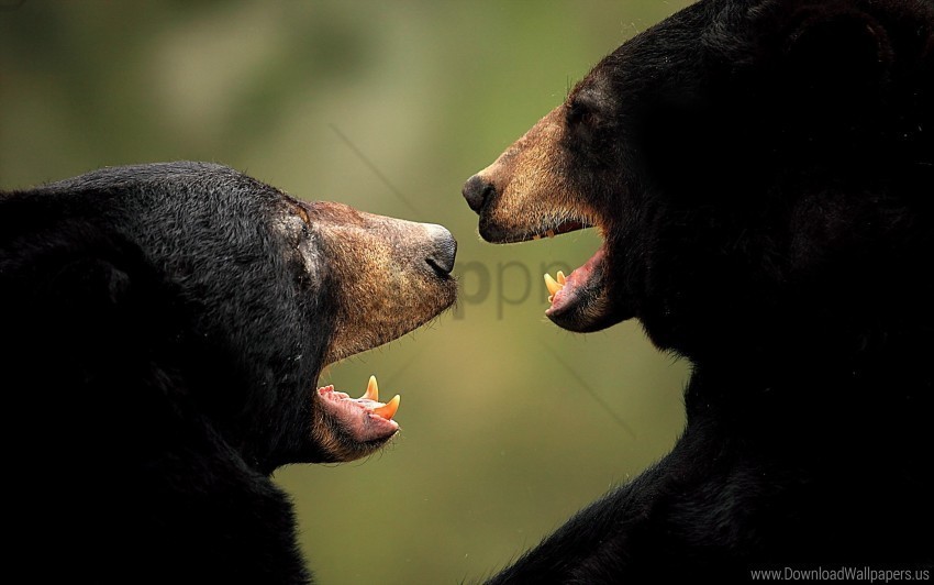 aggression bears couple wallpaper PNG transparent photos for design