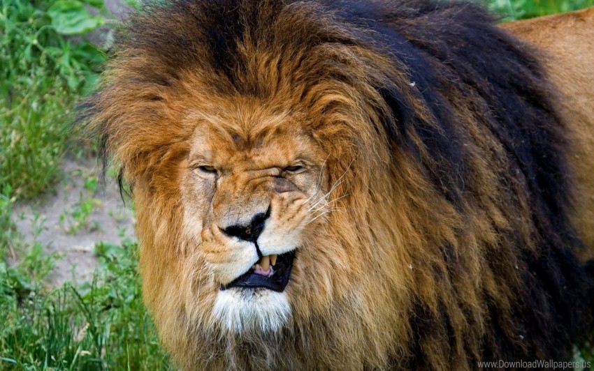 aggression big cat face king of beasts lion mane predator teeth wallpaper Isolated Element on HighQuality Transparent PNG