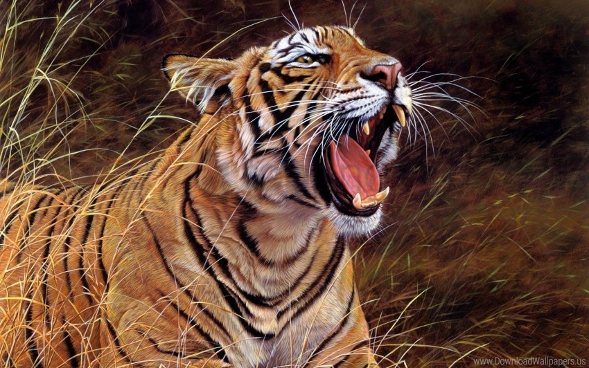 aggression big cat grin tiger wallpaper ClearCut PNG Isolated Graphic