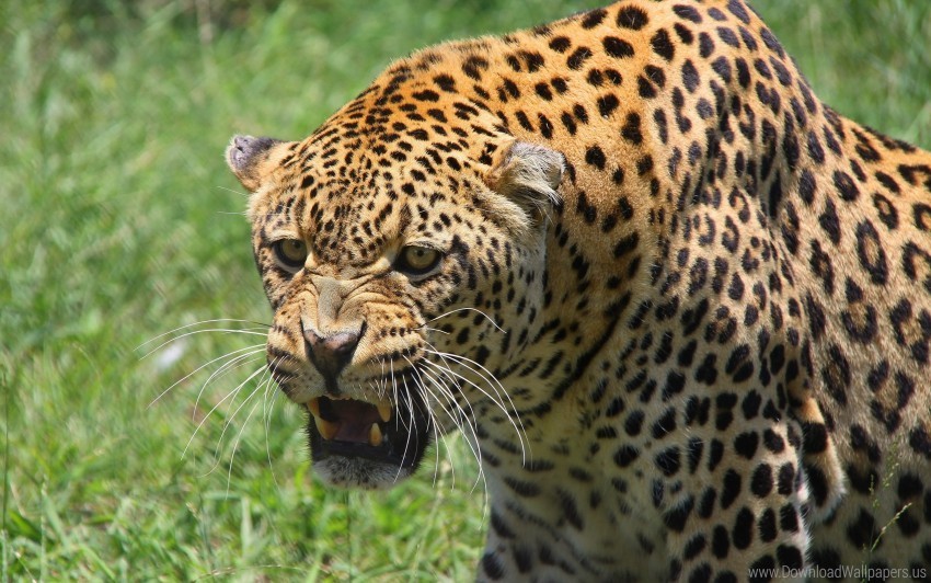 aggression big cat leopard muzzle predator teeth wallpaper Clear PNG image
