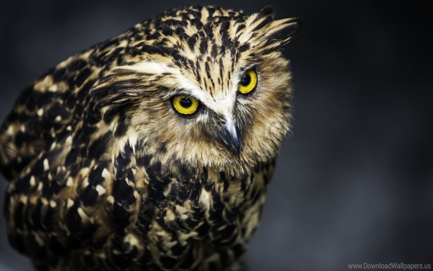 aggression bird feathers owl predator wallpaper Transparent PNG images extensive variety