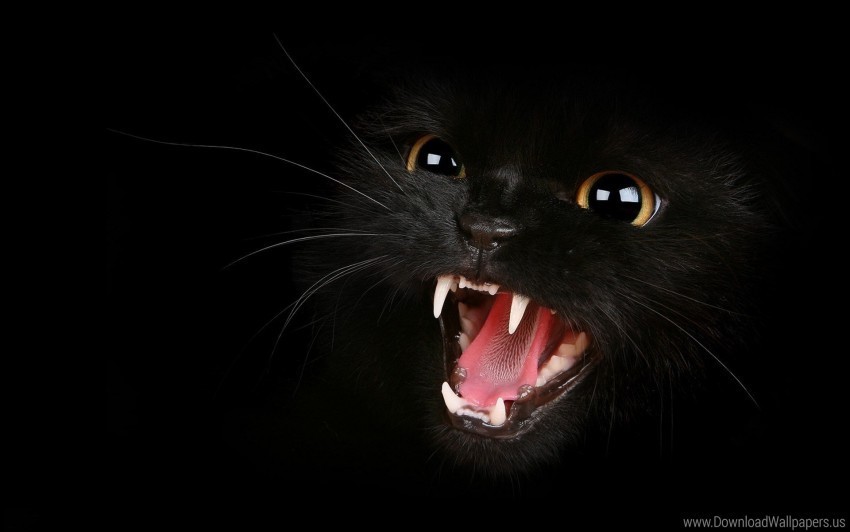 aggression black eyes kitten meow teeth wallpaper HighQuality Transparent PNG Element