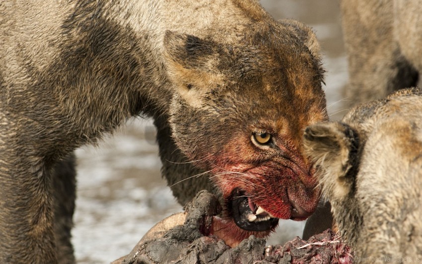 aggression blood face lioness mining teeth wallpaper Isolated Object on Clear Background PNG