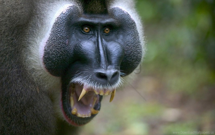 aggression canines face monkey wallpaper PNG images for printing