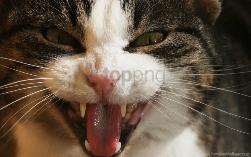 aggression cat close-up face teeth wallpaper PNG transparent designs