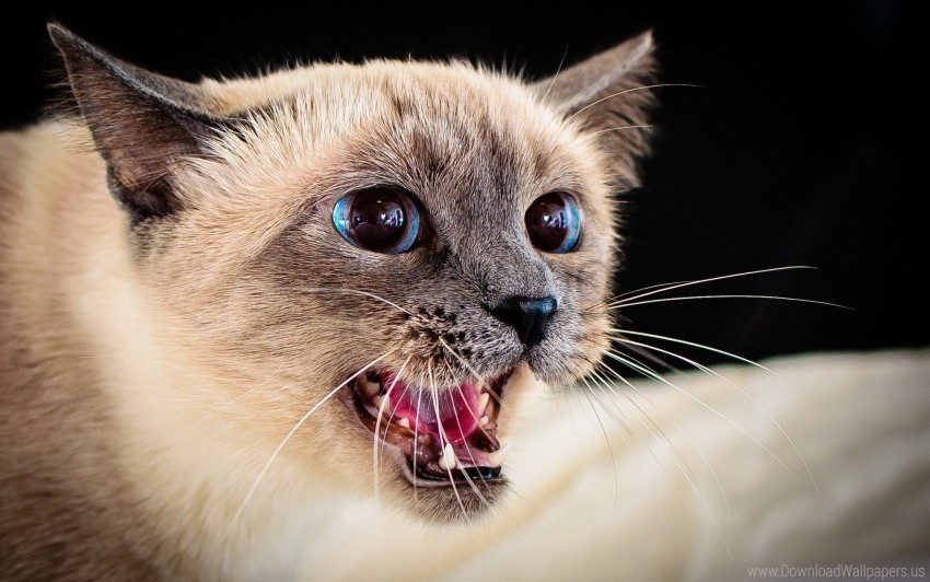 aggression cat face look wallpaper Transparent Background PNG Isolated Graphic