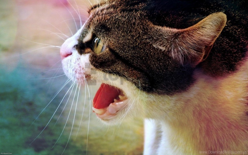aggression cat fear grin muzzle wallpaper Transparent PNG images collection