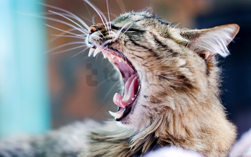 aggression cat yawning wallpaper Free PNG images with clear backdrop