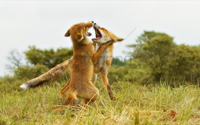 aggression couple fighting fox grass meadow predator wallpaper Isolated Element with Transparent PNG Background