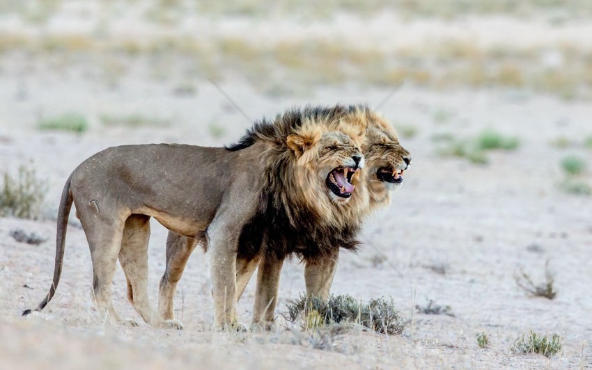 aggression couple lions teeth wallpaper PNG free download transparent background