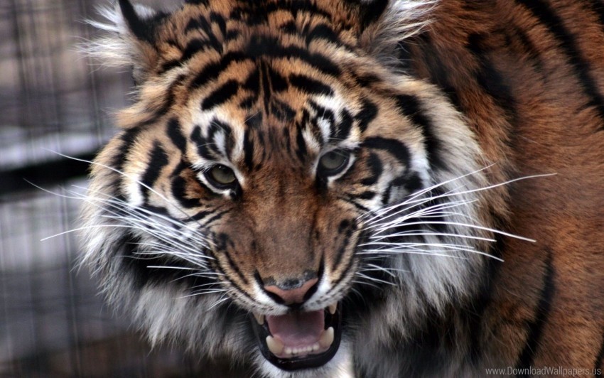 aggression eyes muzzle predator tiger wallpaper PNG files with clear background variety
