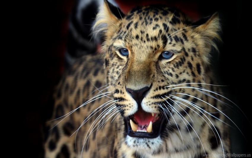 aggression face leopard look predator wallpaper PNG images with no watermark