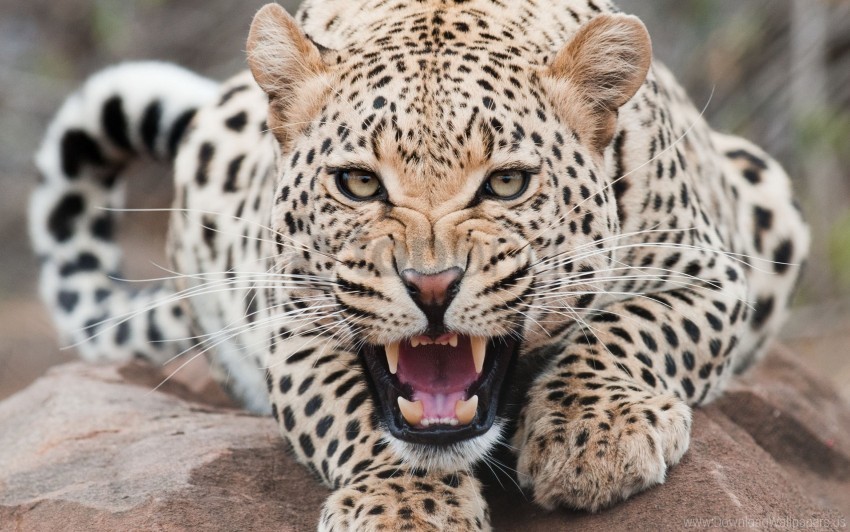 aggression face leopard teeth wallpaper PNG files with transparent backdrop