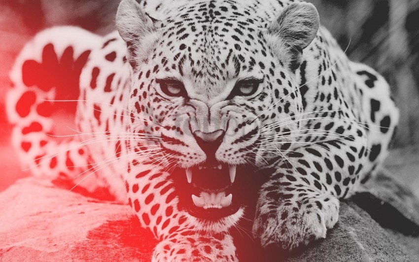 aggression face leopard teeth wallpaper Isolated Item with Clear Background PNG