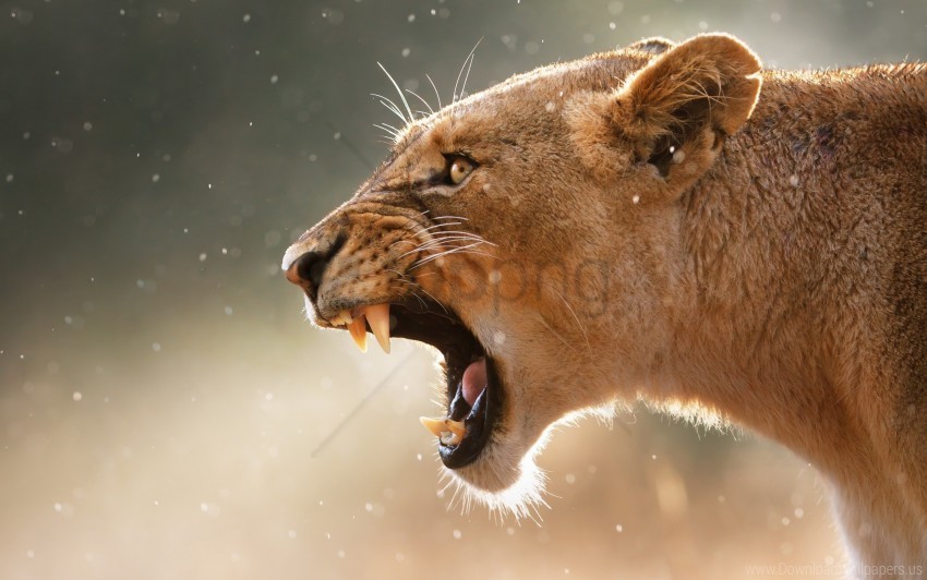 aggression face lioness teeth wallpaper PNG Image with Transparent Background Isolation