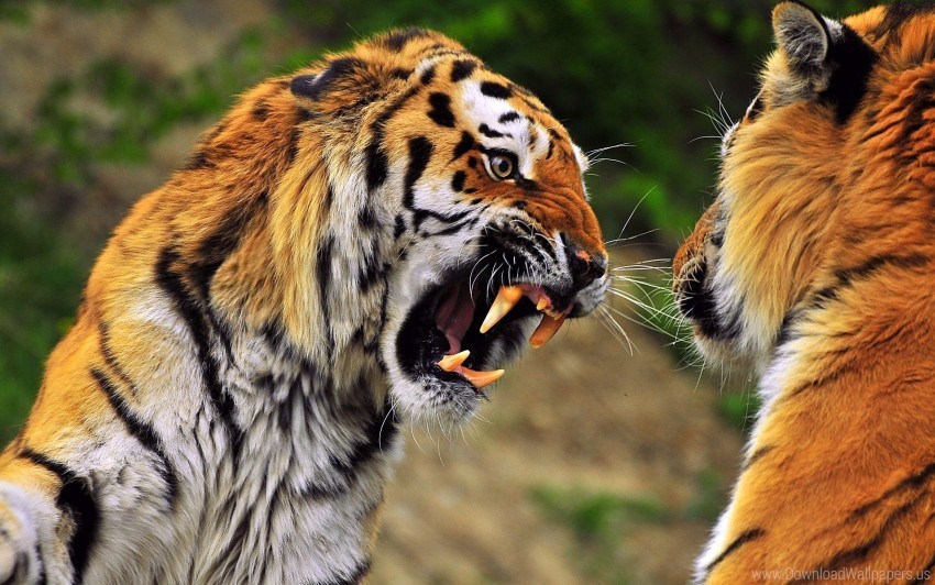 aggression face predator teeth tiger wallpaper Transparent background PNG images complete pack