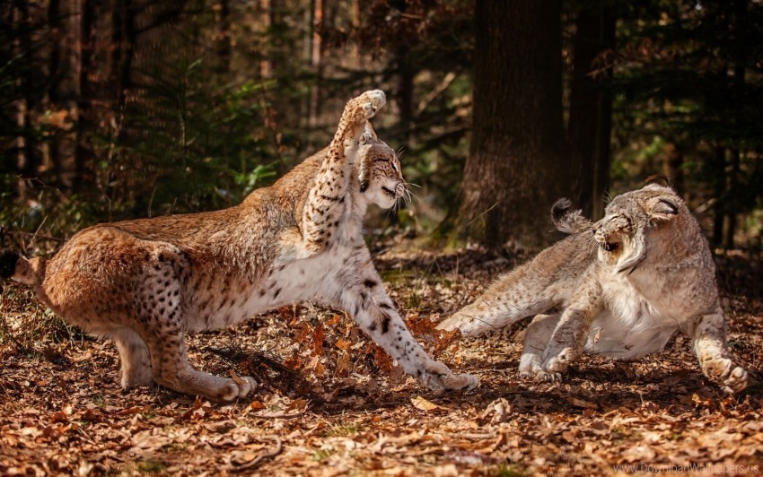 Aggression Fighting Forest Leaves Leopards Wallpaper Isolated Item On Clear Background PNG