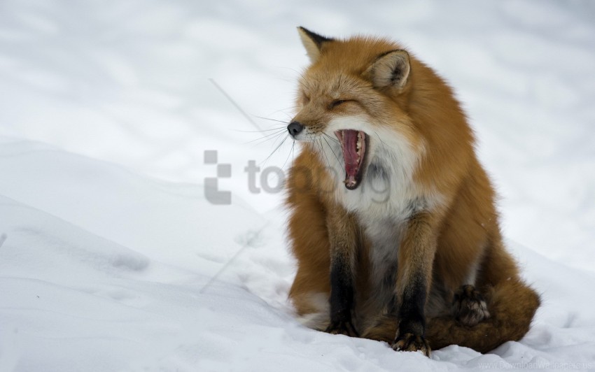 aggression fox predator snow yawn wallpaper PNG files with alpha channel assortment