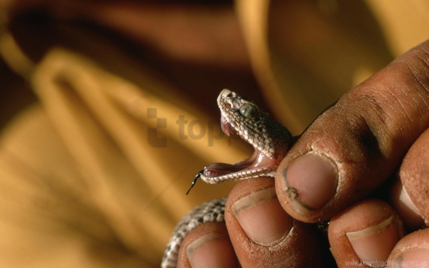 Aggression Hands Small Snake Wallpaper PNG Isolated Object With Clear Transparency