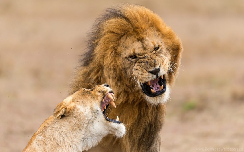 aggression lion lioness teeth wallpaper Isolated Character on Transparent Background PNG