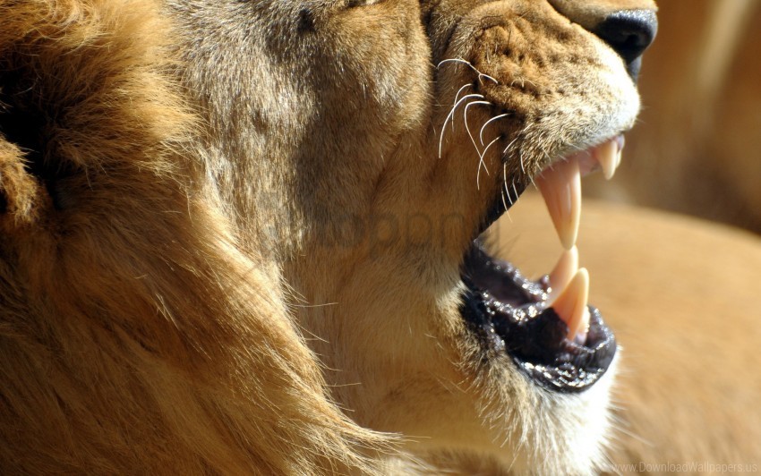 aggression lion teeth wallpaper Transparent PNG images complete package