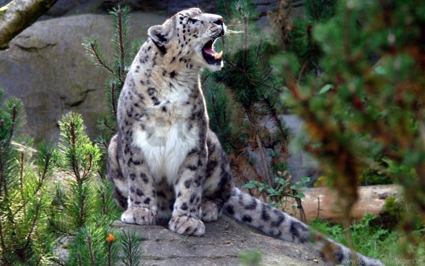 aggression predator screaming snow leopard wallpaper Clear image PNG