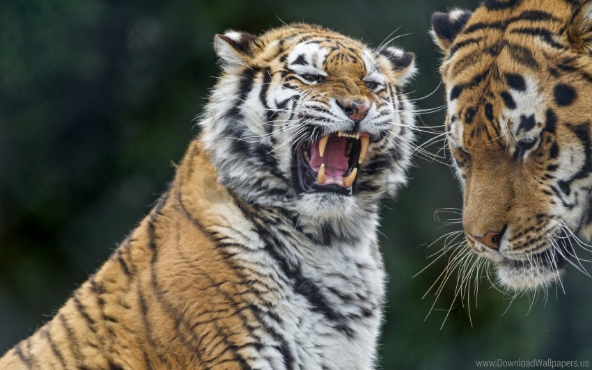aggression predator teeth tiger tigers wallpaper Transparent Background Isolation in HighQuality PNG