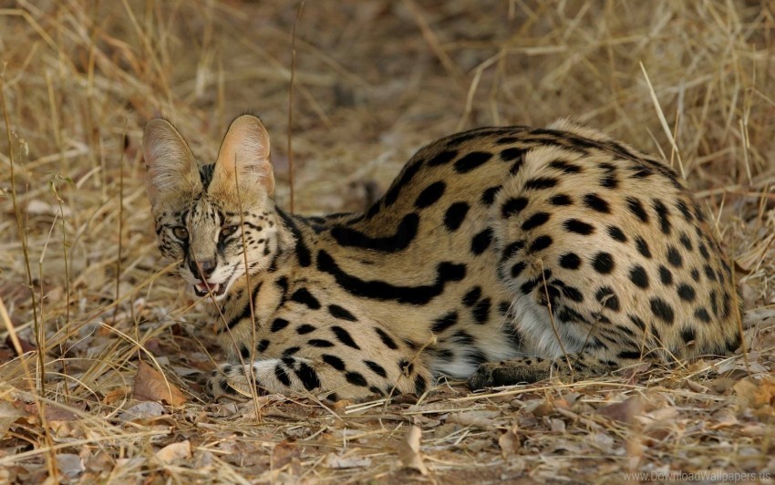 aggressive grass lie serval cat spotted wallpaper PNG format