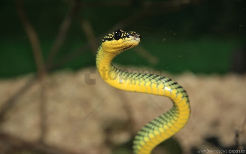 aggressive small snake wallpaper PNG photo with transparency