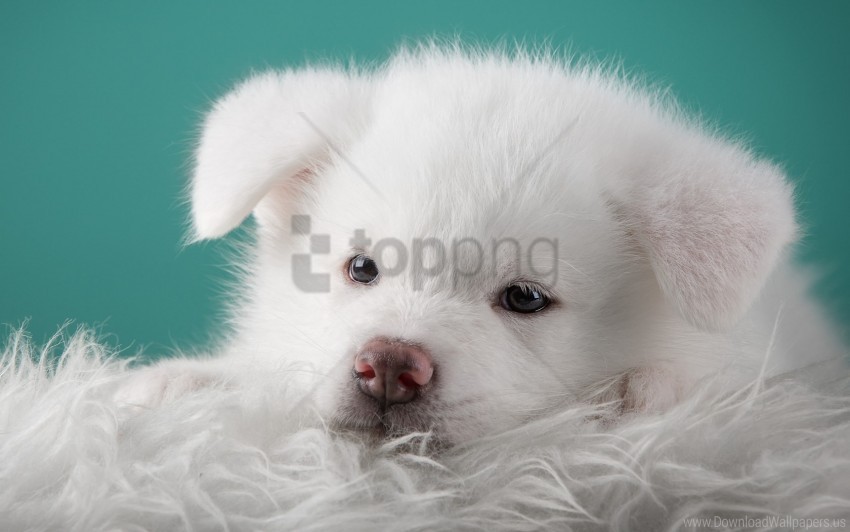 akita dog puppy white wallpaper Clear PNG pictures comprehensive bundle