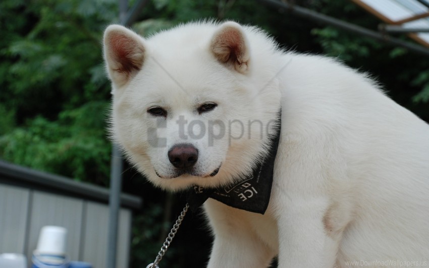 akita inu bandana dog fluffy puppy wallpaper PNG with clear transparency