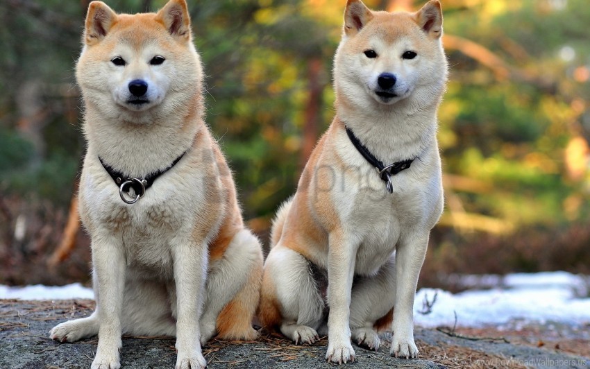 akita inu beautiful couple dog wallpaper ClearCut Background Isolated PNG Graphic Element