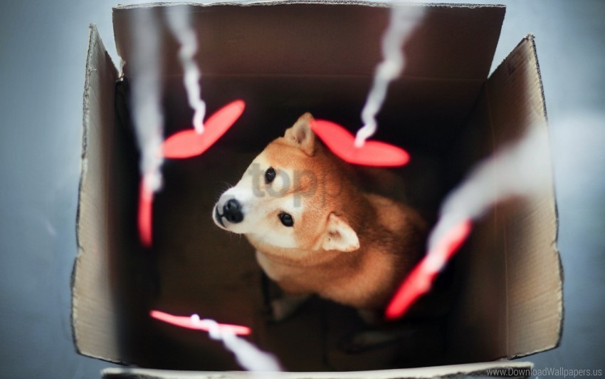 akita inu blurring box dog wallpaper Transparent PNG images for graphic design
