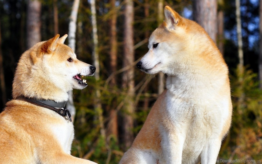 akita inu couple dog entertainment wallpaper PNG images with clear cutout
