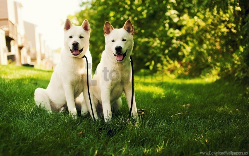 akita inu couple dog grass wallpaper Free PNG images with transparent layers compilation