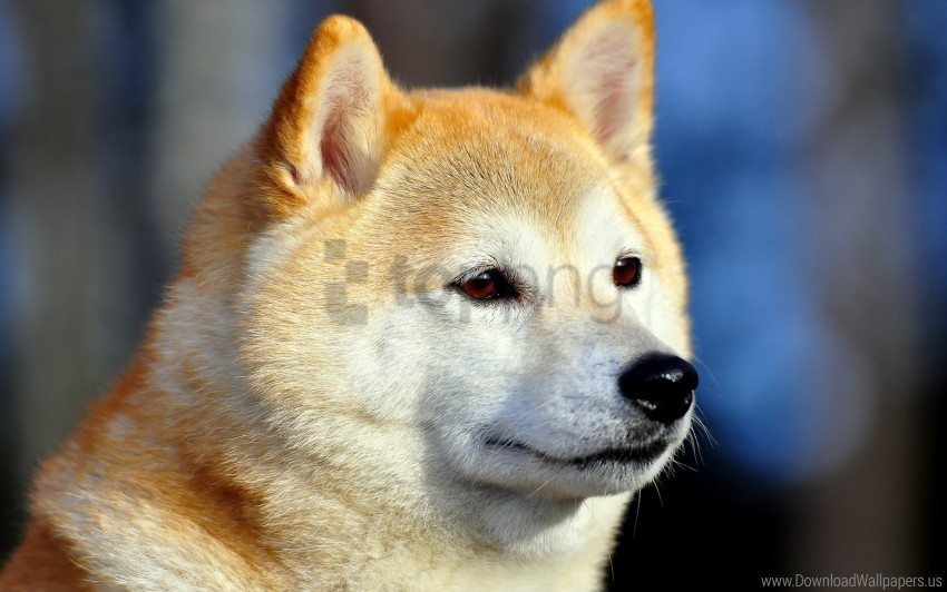 Akita Inu Dog Eyes Muzzle Wallpaper PNG Format With No Background