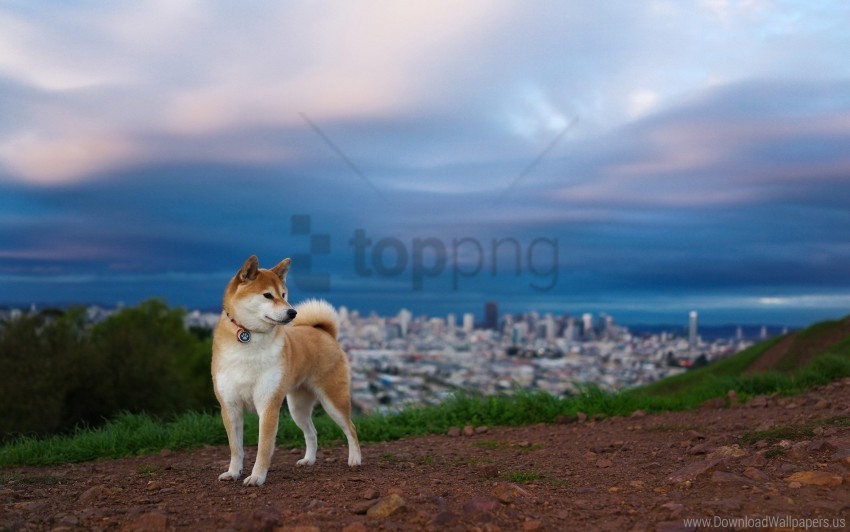 akita inu dog hill nature wallpaper PNG Isolated Object on Clear Background