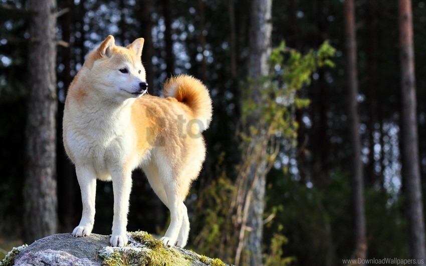 akita inu dog nature stand wallpaper Transparent PNG images collection