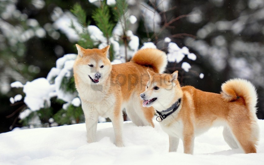 akita inu dog playful snow wallpaper Isolated Item on Transparent PNG Format
