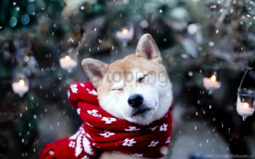 akita inu dog scarf snow squint wallpaper Transparent PNG Isolated Illustration