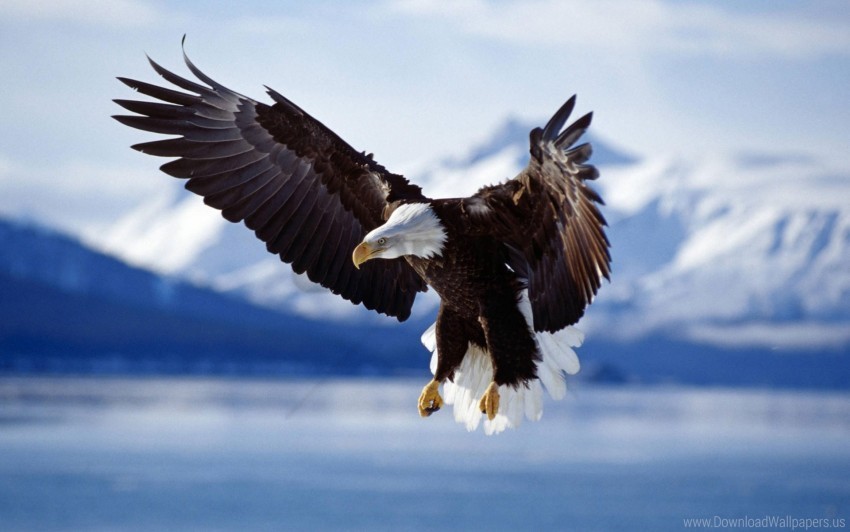 alaska bald eagle flight wallpaper Isolated Item with Clear Background PNG